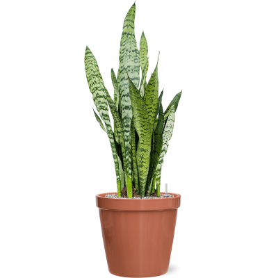 Растение в кашпо Sansevieria zeylanica in Feliz