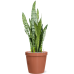 Растение в кашпо Sansevieria zeylanica in Feliz