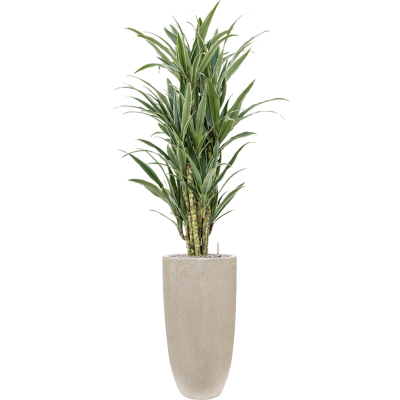 Растение в кашпо Dracaena deremensis 'Warneckei' in Baq Raindrop