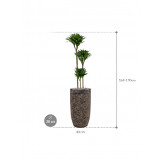 Dracaena fragrans 'Compacta' in Baq Luxe Lite Universe Layer