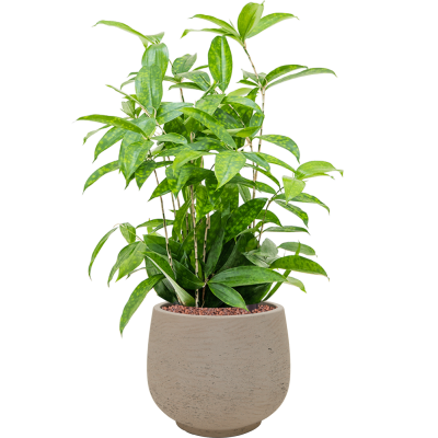 Растение в кашпо Dracaena surculosa in Rough