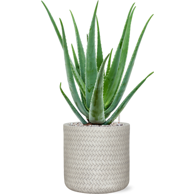 Растение в кашпо Aloe vera barbadensis in Baq Angle