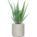 Растение в кашпо Aloe vera barbadensis in Baq Angle