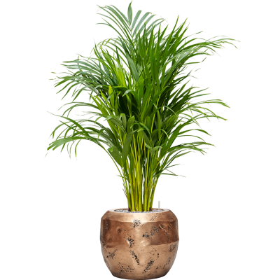 Растение в кашпо Dypsis (Areca) lutescens in Baq Opus Raw