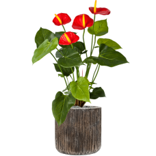 Anthurium in Baq Luxe Lite Universe Waterfall