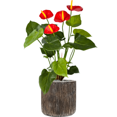 Растение в кашпо Anthurium in Baq Luxe Lite Universe Waterfall