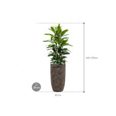 Ficus cyathistipula in Baq Luxe Lite Universe Layer