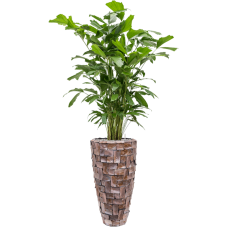 Caryota mitis in Baq Oceana Pearl