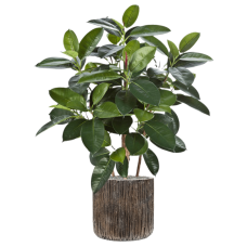 Ficus elastica in Baq Luxe Lite Universe Waterfall