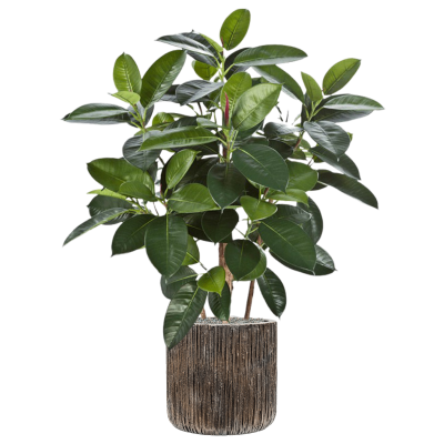 Растение в кашпо Ficus elastica in Baq Luxe Lite Universe Waterfall