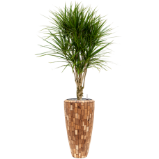 Dracaena marginata in Baq Facets Jenga