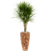 Растение в кашпо Dracaena marginata in Baq Facets Jenga