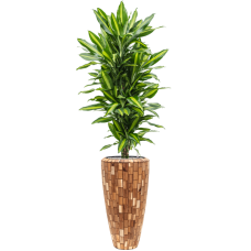 Dracaena fragrans 'Cintho' in Baq Facets Jenga