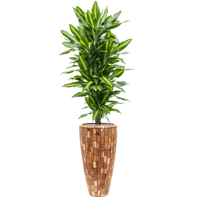 Растение в кашпо Dracaena fragrans 'Cintho' in Baq Facets Jenga