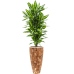 Растение в кашпо Dracaena fragrans 'Cintho' in Baq Facets Jenga