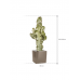 Растение в кашпо Euphorbia ingens marmorata in Lechuza Cube Premium