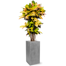 Croton (Codiaeum) variegatum 'Mrs. Iceton' in Fiberstone