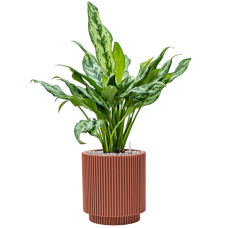 Aglaonema 'Miss Julliete' in Capi Nature Groove Special