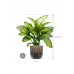 Растение в кашпо Dieffenbachia seguine 'Maroba' in Baq Luxe Lite Comet