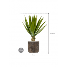 Agave in Baq Luxe Lite Universe Waterfall