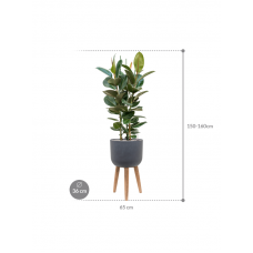 Ficus elastica 'Robusta' in Refined Retro With Feet