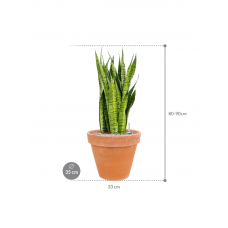 Sansevieria zeylanica in Terra Cotta