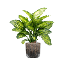 Dieffenbachia seguine 'Maroba' in Baq Luxe Lite Comet