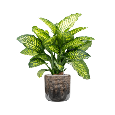 Растение в кашпо Dieffenbachia seguine 'Maroba' in Baq Luxe Lite Comet