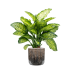 Растение в кашпо Dieffenbachia seguine 'Maroba' in Baq Luxe Lite Comet