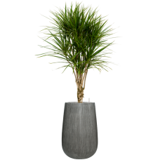 Dracaena marginata in Ridged Vertically