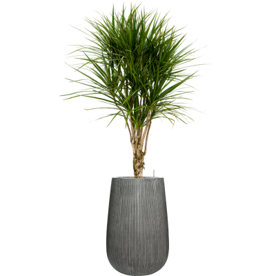 Растение в кашпо Dracaena marginata in Ridged Vertically