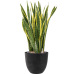 Растение в кашпо Sansevieria trifasciata 'Laurentii' in Artstone