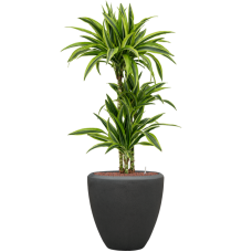 Dracaena fragrans 'Lemon Lime' in Baq Polystone Plain