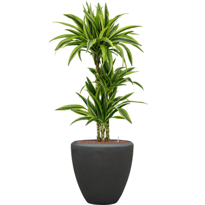 Растение в кашпо Dracaena fragrans 'Lemon Lime' in Baq Polystone Plain