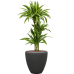 Растение в кашпо Dracaena fragrans 'Lemon Lime' in Baq Polystone Plain