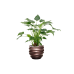 Растение в кашпо Alocasia cucullata 'Aurea' in Baq Gradient Lee