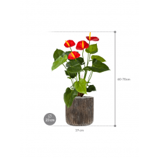 Anthurium in Baq Luxe Lite Universe Waterfall