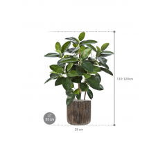 Ficus elastica in Baq Luxe Lite Universe Waterfall