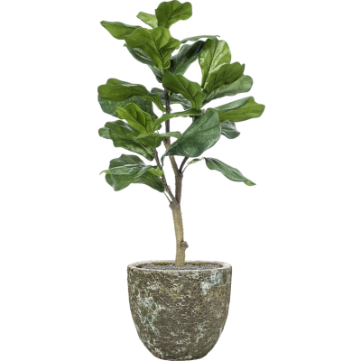 Растение в кашпо Ficus lyrata in Baq Lava