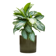 Aglaonema 'Silver Bay' in Cylinder