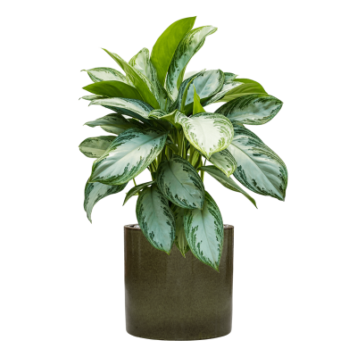 Растение в кашпо Aglaonema 'Silver Bay' in Cylinder