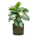 Растение в кашпо Aglaonema 'Silver Bay' in Cylinder