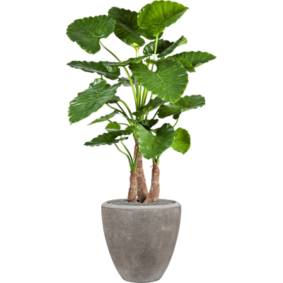 Растение в кашпо Alocasia calidora in Baq Polystone Plain