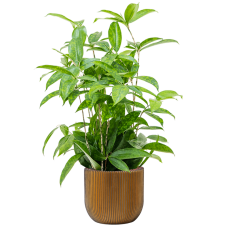 Dracaena surculosa in Capi Nature Groove