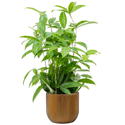 Растение в кашпо Dracaena surculosa in Capi Nature Groove