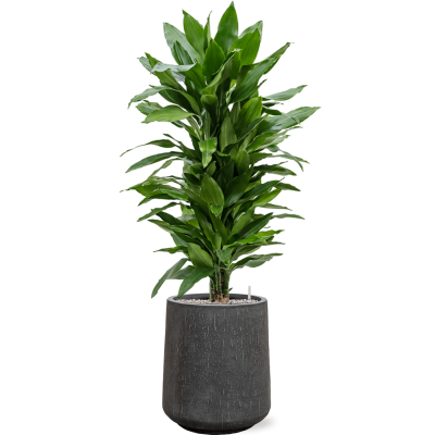 Растение в кашпо Dracaena fragrans 'Janet Lind' in Baq Raindrop