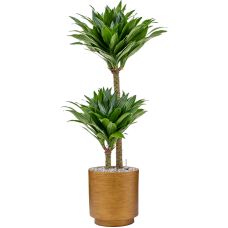 Dracaena fragrans 'Compacta' in Capi Lux Retro