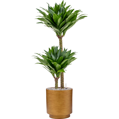 Растение в кашпо Dracaena fragrans 'Compacta' in Capi Lux Retro