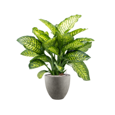 Dieffenbachia seguine 'Maroba' in Grigio