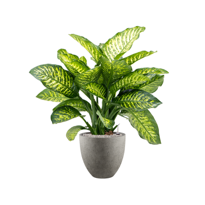 Растение в кашпо Dieffenbachia seguine 'Maroba' in Grigio